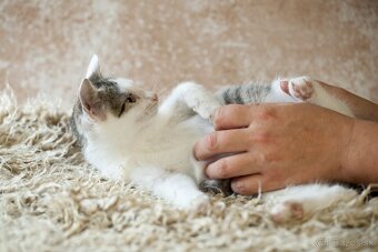 ❤ Barney - milučký, zlatý, nekonečne hravý - 5