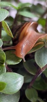 Africký slimák - 5