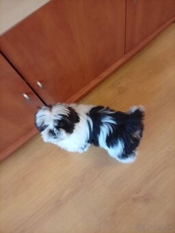 Shi-tzu - 5