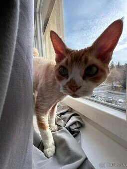 Dvojročný kocúrik plemena Devon rex si hľadá nový domov - 5