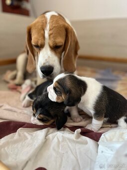 Štěně beagle s pp - 5
