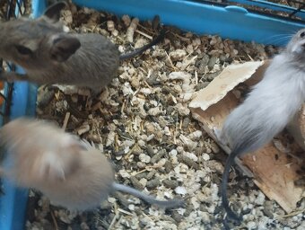Osmak degu - 5