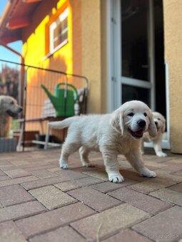 Zlatý retriever - voľná fenka, šteniatko s preukazom pôvodu - 5