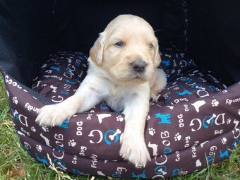 Zlatý retriever šteniatka - 5