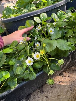 Sadenice mara de bois - ťahavé vysiace jahody - 5