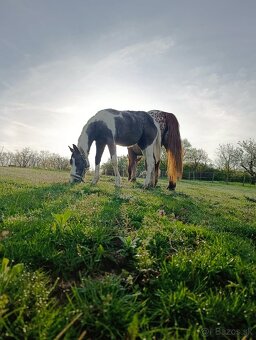 Ročná kobylka arab/painthorse - 5