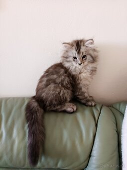 Predám mačiatka Maine coon - 5