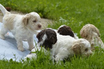 LAGOTTO ROMAGNOLO S PP/Italský vodní pes - 5