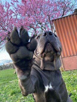 Amstaff šteniatka -verný modrý priatelia - 5