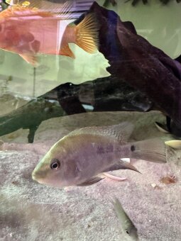 Amphilophus Citrinellus - 5