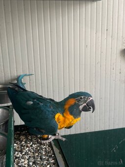 Ara glaucogularis ara modrokrká - 5