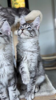 Freddie XXL veľkosť Mainská Myvalia s PP Maine Coon - 5