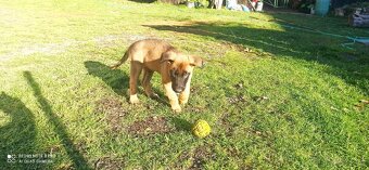 Belgický ovčiak malinois - 5