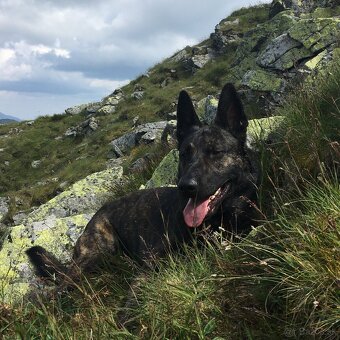 Holandsky ovčiak na krytie - 5