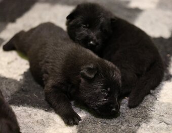 Nemecký ovčiak  s PP - 5