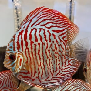 Discus, terčovce - 5