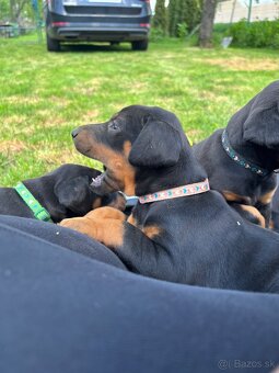 Šteniatka doberman - 5