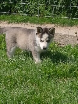 sibírsky husky - 5