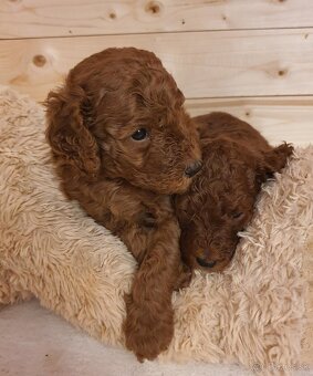 Pudel královský fawn/red - 5
