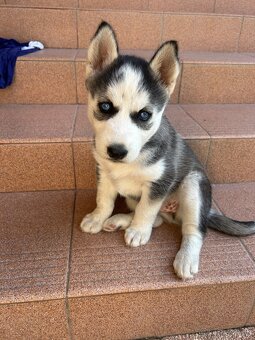 Sibírsky husky - 5