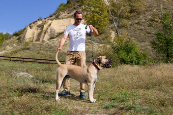 Kanarska Doga / Presa Canario s PP - 5