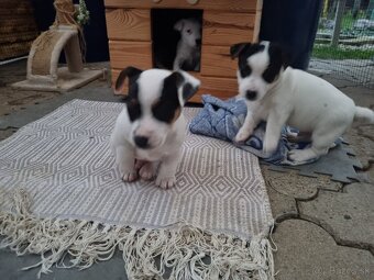 Predam štenatá Jack Russel terier - 5