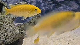 Africké cichlidy - labidochromis yellow - 5