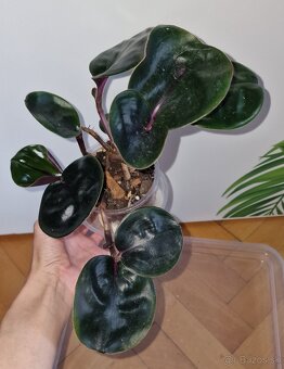 Nenáročné izbové rastliny od 3 € - 5