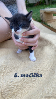 🐾Predáme mačiatka z Dunajskej Lužnej - 10€🐾 - 5
