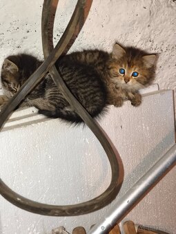 Mačiatka Maine coon + Nórska - 5