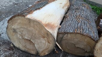 Lipove drevo kmene - 5