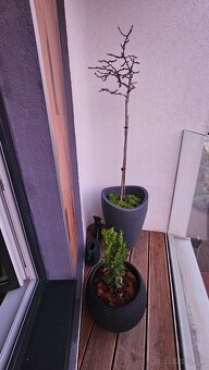 Luxusný zariadený 2 izbový byt Malinovo Tri vody - 5