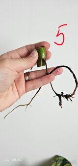 Philodendron fresh aurea - 5