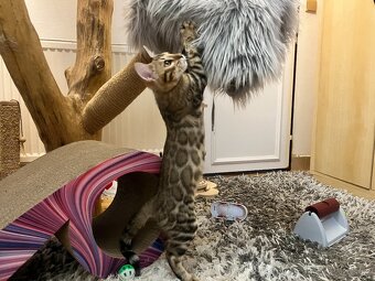 Bengalska mačka - 5