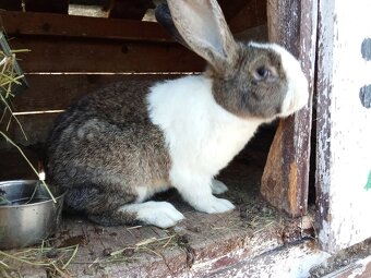 Predám králiky Šarišský obor - 5