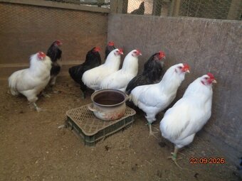 Araukany-kohúty - 5