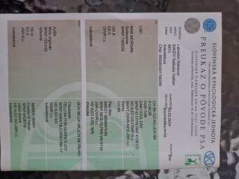 Ponúkam psa na krytie. - 5