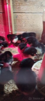 Kuriatka AUSTRALORP - 5