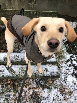 miešaní labrador retriver - 5