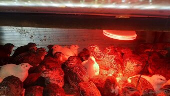 Predám prepelice japonské - 5