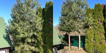 Strihanie, orez stromov a kríkov - 5