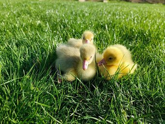 Kačky, husokačky a husi. - 5