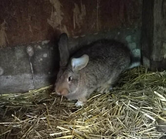 Predám králiky - 5