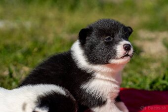 Sibírsky husky/Kanadsko eskimacky pes s PP - 5