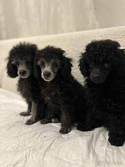 Trpasličí pudel pudlík - 5