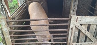 Predám prasatá - 5