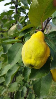 SLADKÁ DULOVÁ POCHÚŤKA - 5