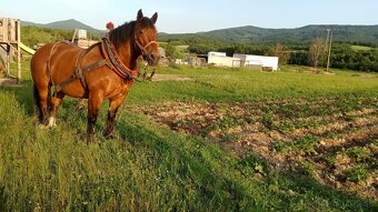 Predám ťažnu kobylu - 5