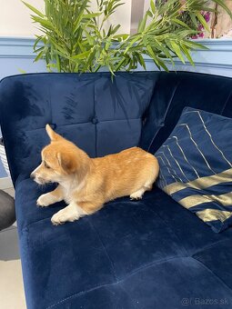 Welsh corgi pembroke - 5