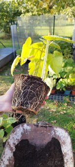 Paulovnia plstnatá (Paulownia tomentosa) - 5